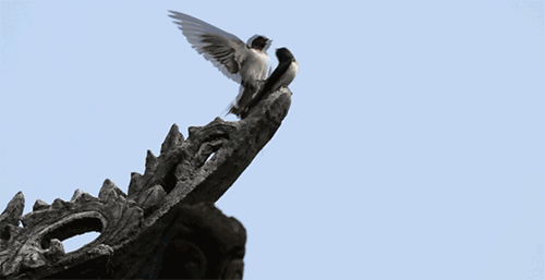 7.gif